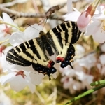 桜の花に止まるギフチョウ＝ささやまの森公園