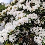 峠の春を彩るシャクナゲの花＝丹波篠山市本郷
