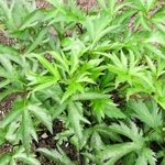 丹波市の山南地域で栽培されているトウキ（石崎真紀子さん提供）