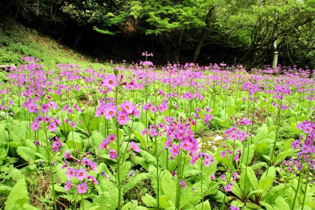 御嶽の山中のクリンソウの群落＝丹波篠山市火打岩