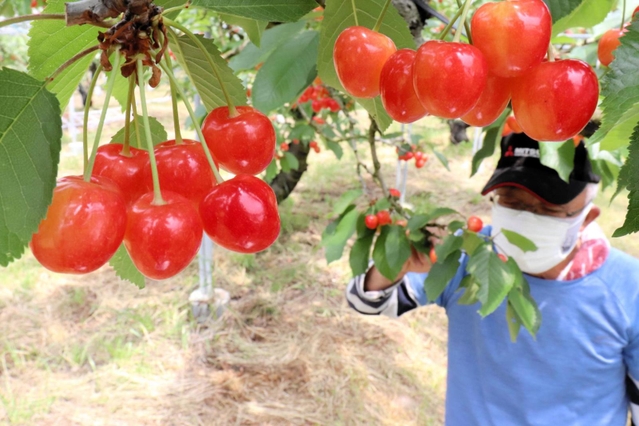 真っ赤なサクランボが鈴なりに実った園内＝フルーツファーム春日