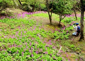 御嶽の山中にあるクリンソウの大規模な自生地＝丹波篠山市火打岩