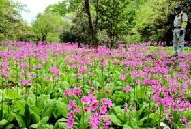 御嶽中腹のクリンソウ自生地で植生を調べる「多紀連山のクリンソウを守る会」メンバー＝丹波篠山市火打岩