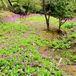 御嶽の山中にあるクリンソウの大規模な自生地＝丹波篠山市火打岩