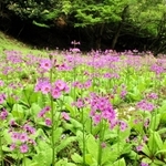 御嶽の山中のクリンソウの群落＝丹波篠山市火打岩