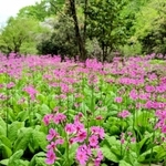 御嶽中腹のクリンソウ自生地で植生を調べる「多紀連山のクリンソウを守る会」メンバー＝丹波篠山市火打岩