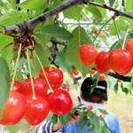 真っ赤なサクランボが鈴なりに実った園内＝フルーツファーム春日