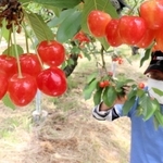 真っ赤なサクランボが鈴なりに実った園内＝フルーツファーム春日