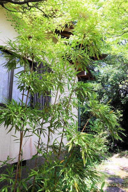花が咲いた竹と同じ敷地にある竹＝丹波篠山市泉、かね徳篠山工場