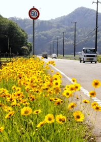 道路脇に群生するオオキンケイギク＝丹波篠山市市野々