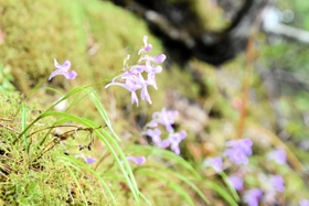 紫色の小ぶりな花を咲かせるウチョウラン＝丹波市内
