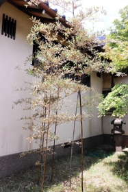 開花した竹。枯れたようにも見える＝丹波篠山市泉、かね徳篠山工場