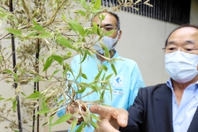 開花した竹の花。茶色や緑色のとげとげの塊から、糸の様に細い白い管が飛び出している＝丹波篠山市泉、かね徳篠山工場
