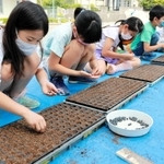黒大豆の種まきを体験する西紀南小の児童たち＝丹波篠山市黒田