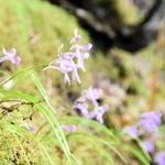 紫色の小ぶりな花を咲かせるウチョウラン＝丹波市内