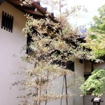 開花した竹。枯れたようにも見える＝丹波篠山市泉、かね徳篠山工場