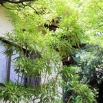 花が咲いた竹と同じ敷地にある竹＝丹波篠山市泉、かね徳篠山工場