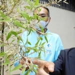 開花した竹の花。茶色や緑色のとげとげの塊から、糸の様に細い白い管が飛び出している＝丹波篠山市泉、かね徳篠山工場
