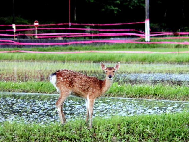 獣害対策のテープと野生のシカ＝丹波篠山市今田町上立杭