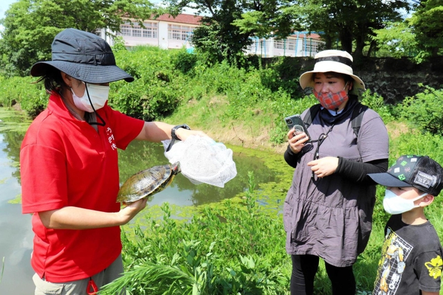 捕獲したミシシッピアカミミガメを観察する参加者ら＝篠山城跡