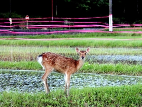 獣害対策のテープと野生のシカ＝丹波篠山市今田町上立杭