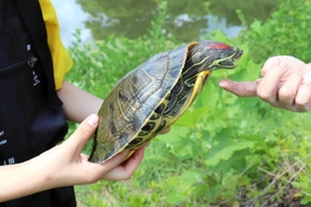 捕獲されたミシシッピアカミミガメ＝篠山城跡
