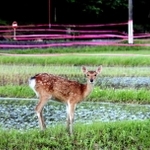 獣害対策のテープと野生のシカ＝丹波篠山市今田町上立杭