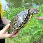 捕獲されたミシシッピアカミミガメ＝篠山城跡