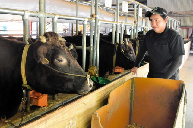 ３０年ぶりに但馬牛の繁殖農家への新規参入を果たした「丹波農商」の大塩敦史さん＝丹波市市島町上牧