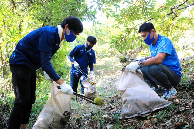 農業支援の第１弾として、栗拾いに励む「兵庫デルフィーノ」の選手ら＝丹波篠山市新荘