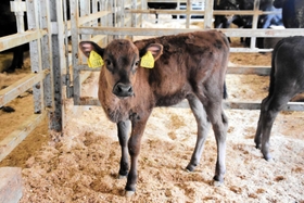 飼育されている但馬牛の子牛＝丹波市市島町上牧