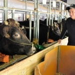 ３０年ぶりに但馬牛の繁殖農家への新規参入を果たした「丹波農商」の大塩敦史さん＝丹波市市島町上牧
