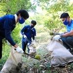 農業支援の第１弾として、栗拾いに励む「兵庫デルフィーノ」の選手ら＝丹波篠山市新荘