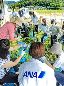 はさみを手に黒枝豆の無駄な枝や葉の処理をするＡＮＡグループの社員ら＝丹波篠山市泉