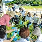 はさみを手に黒枝豆の無駄な枝や葉の処理をするＡＮＡグループの社員ら＝丹波篠山市泉