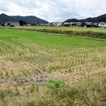 稲刈りの終わった田を見渡す赤井一三さん。「体の動くうちは、ほそぼそとでも農業を続けたいと思っている高齢者は多い」と話す＝丹波市氷上町新郷