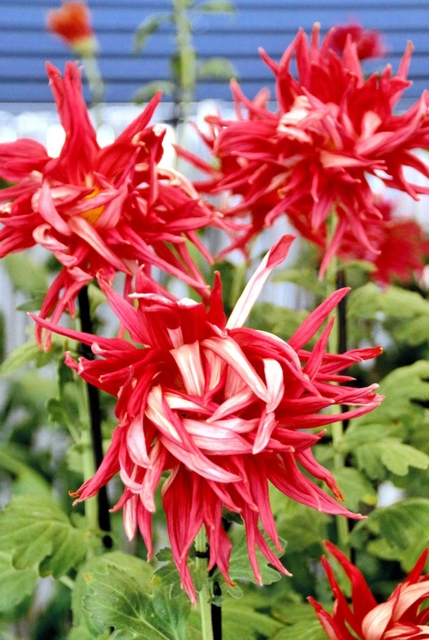 花弁の反り返りが特徴の「お苗菊」＝丹波篠山市北新町