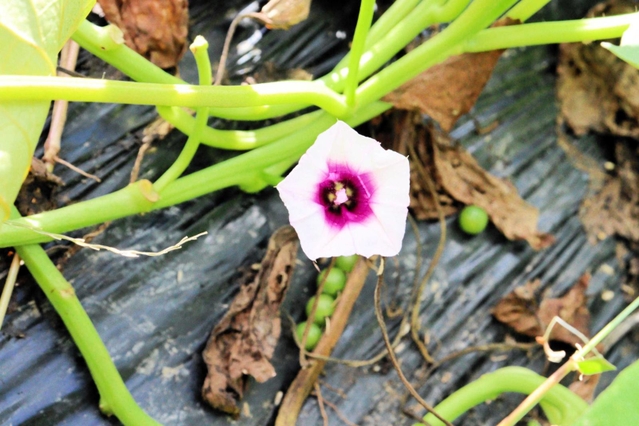 神戸新聞next 丹波 栽培30年 見るのは初めて 本州で珍しく鳴門金時の花咲く 神戸新聞next 丹波 栽培30年 見るのは初めて 本州で珍しく鳴門金時の花咲く