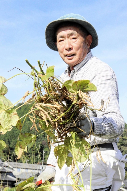 収穫が始まった丹波大納言小豆＝丹波市柏原町下小倉