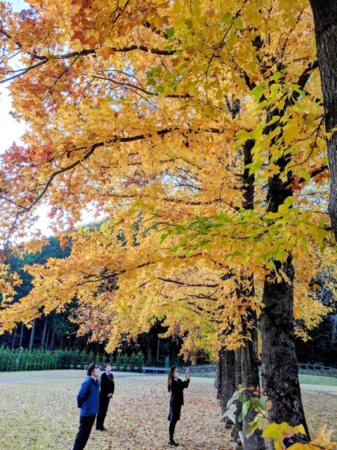 黄葉した姿をみせる、ユニトピアささやまのタイワンフウ＝丹波篠山市矢代