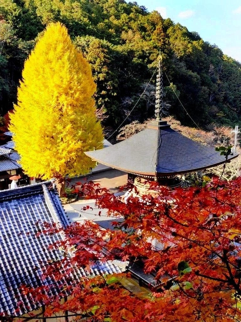 多宝塔と高さを競う大イチョウ＝弘誓寺