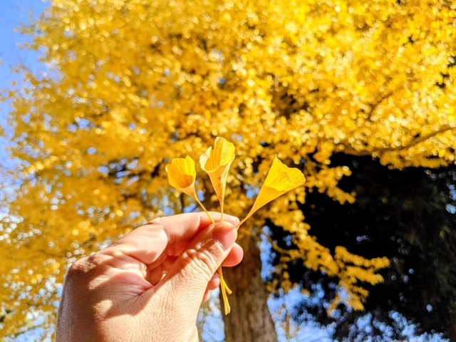 医王寺のラッパイチョウ＝丹波篠山市北