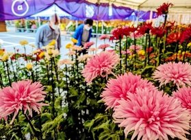 地元伝統の「お苗菊」など、かぐわしい菊花が並ぶ特設会場＝丹波篠山市北新町