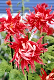 花弁の反り返りが特徴の「お苗菊」＝丹波篠山市北新町