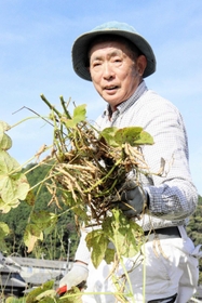 収穫が始まった丹波大納言小豆＝丹波市柏原町下小倉