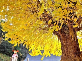 色づいた宇土観音の大イチョウ＝丹波篠山市宇土