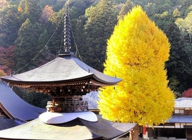 多宝塔と高さを競う大イチョウ。弘誓寺は飛鳥時代に開かれたとされる古刹だ＝丹波篠山市宇土