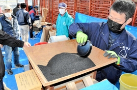 丹波黒ごま生産組合の組合員が持ち込み、唐箕にかけられる黒ゴマ＝ＪＡ丹波ひかみ春日営農経済センター