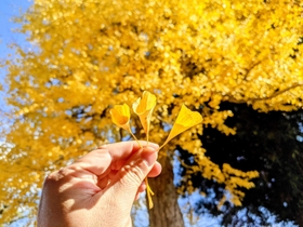 医王寺のラッパイチョウ＝丹波篠山市北