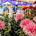 地元伝統の「お苗菊」など、かぐわしい菊花が並ぶ特設会場＝丹波篠山市北新町